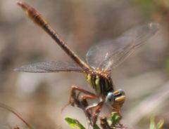 Phanogomphus cavillaris