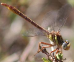 Phanogomphus cavillaris