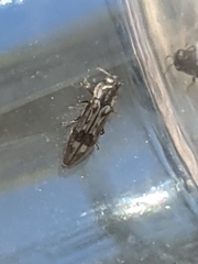 Agrilus lecontei