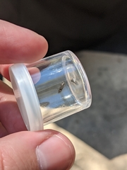 Agrilus lecontei