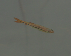 Rasbora dandia