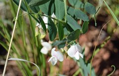 Lathyrus lanszwertii