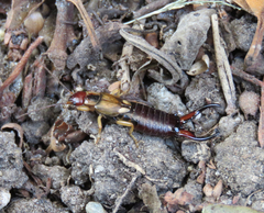 Forficula auricularia