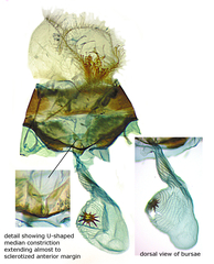Glaucina denticularia