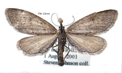 Glaucina denticularia