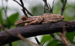 Polypedates cruciger