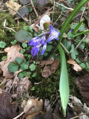 Scilla siehei