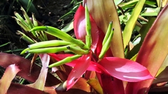 Billbergia amoena