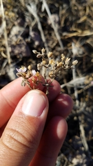 Rhodalsine geniculata