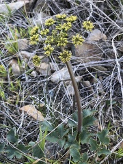 Lomatium lucidum