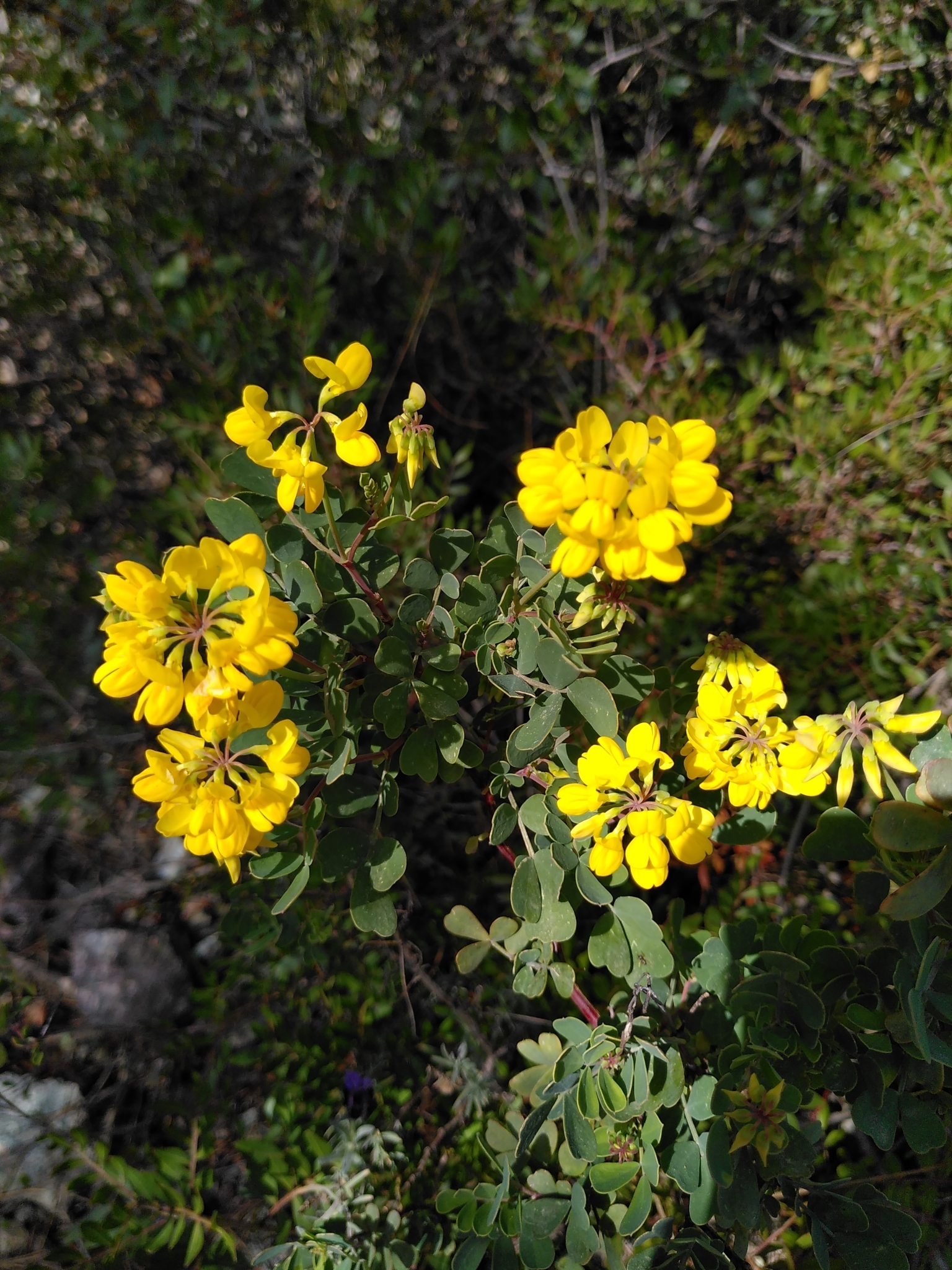 Coronilla valentina