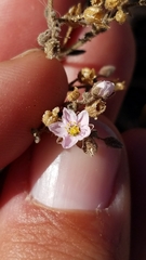 Rhodalsine geniculata