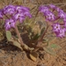 Abronia villosa - Photo (c) Jim Morefield, μερικά δικαιώματα διατηρούνται (CC BY-SA)