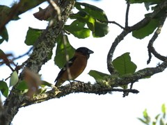 Pheucticus melanocephalus