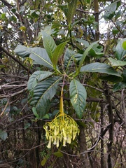 Palicourea lineariflora