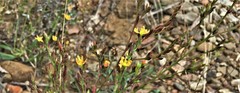 Hypericum silenoides