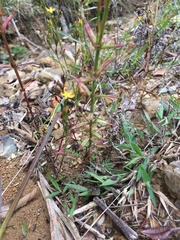 Hypericum silenoides