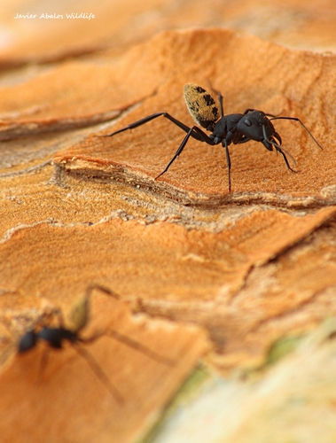 Karoo Balbyter Ant photo 5
