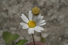 Anthemis chia