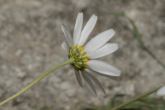 Anthemis chia