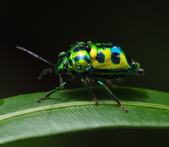 Chrysocoris stockerus