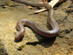 Peters' Earth Snake photo 4