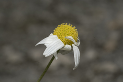 Anthemis chia