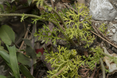 Anthemis chia