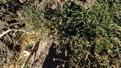 Rhodalsine geniculata