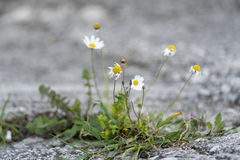 Anthemis chia