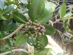 Elingamita johnsonii