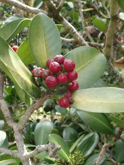 Elingamita johnsonii
