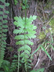 Anemia hirsuta