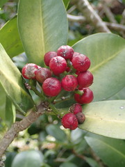 Elingamita johnsonii