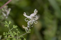 Fumaria macrocarpa