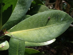 Elingamita johnsonii