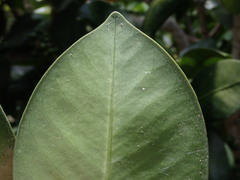Elingamita johnsonii
