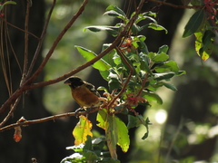 Pheucticus melanocephalus