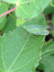 Rhynchomitra