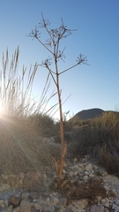 Ferula