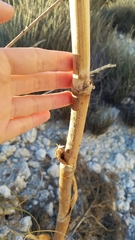 Ferula