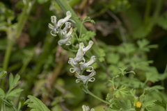 Fumaria macrocarpa