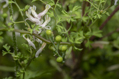 Fumaria macrocarpa