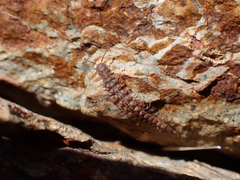 Macrosternodesmidae