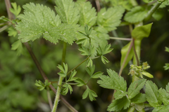 Fumaria macrocarpa