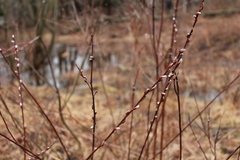 Salix sericea