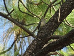 Melanerpes aurifrons