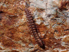 Macrosternodesmidae