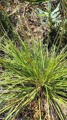 Rhynchospora brownii