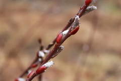 Salix sericea